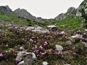 11 Estese fioriture di rododendro cistino (Rhodothamnus chamaecistus) salendo il canale sul sent. 501 